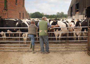People observing cows