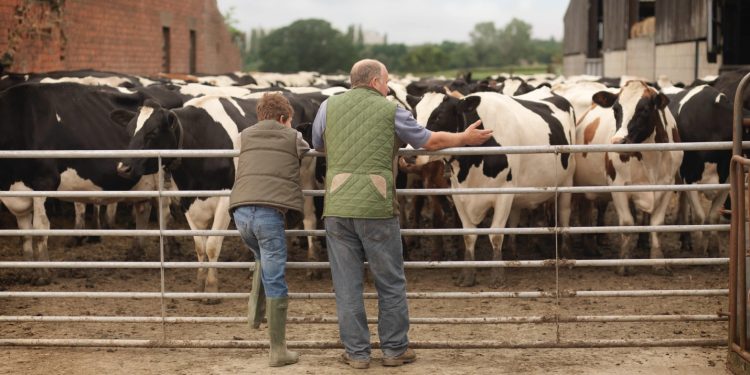 People observing cows