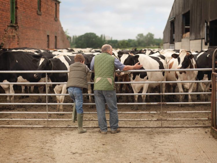 People observing cows