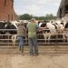 People observing cows